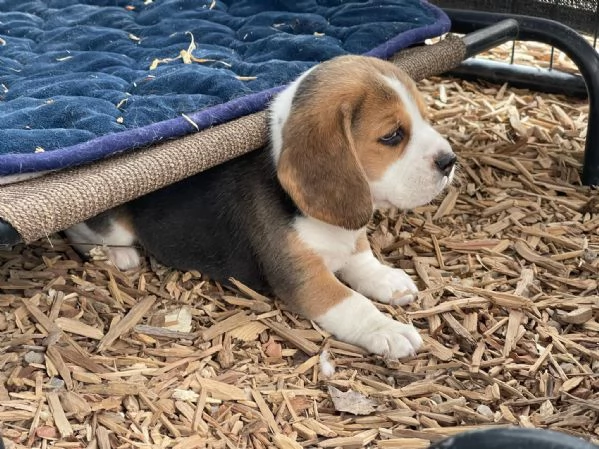 CUCCIOLI DI BEAGLE !!