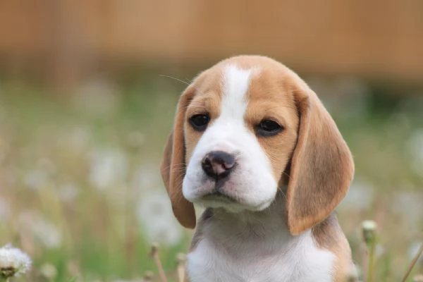 CUCCIOLI DI BEAGLE!!