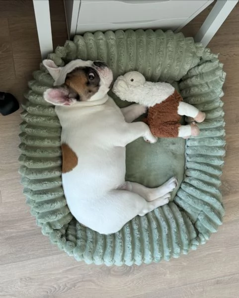 Bulldog francese di prima qualità | Foto 1