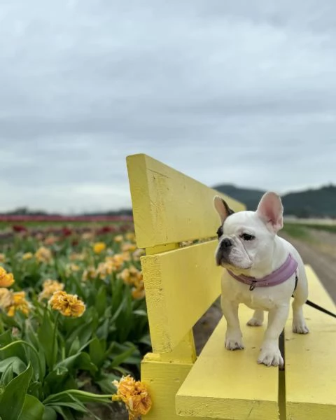 Bulldog francese di prima qualità