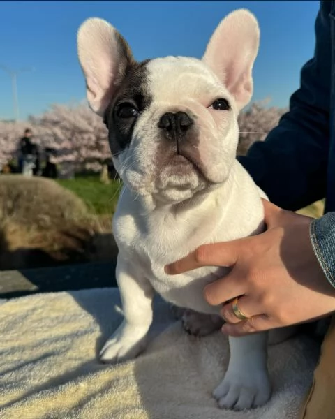 Adorabile cucciolo di bulldog francese in cerca di adozione