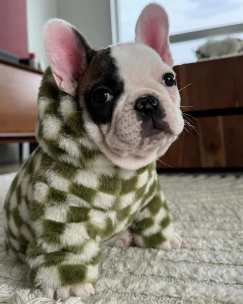 Adorabile cucciolo di bulldog francese in cerca di adozione