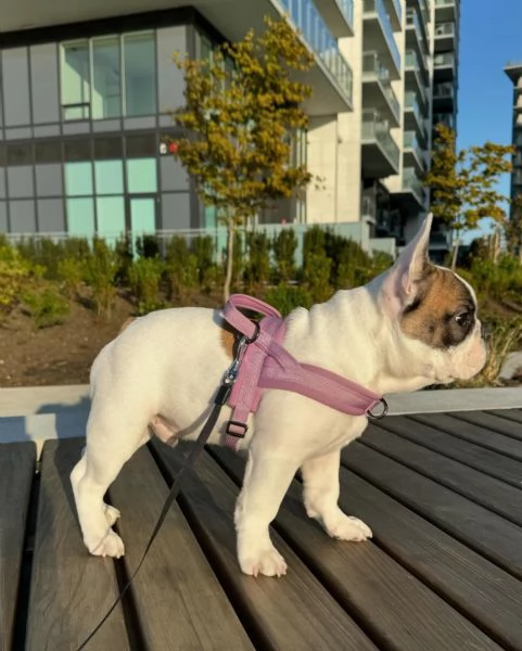 Adorabile cucciolo di bulldog francese in cerca di adozione | Foto 2