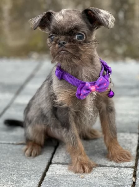 Brussels Griffon cuccioli maschi in vendita | Foto 5