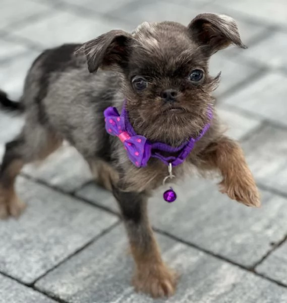 Brussels Griffon cuccioli maschi in vendita | Foto 4