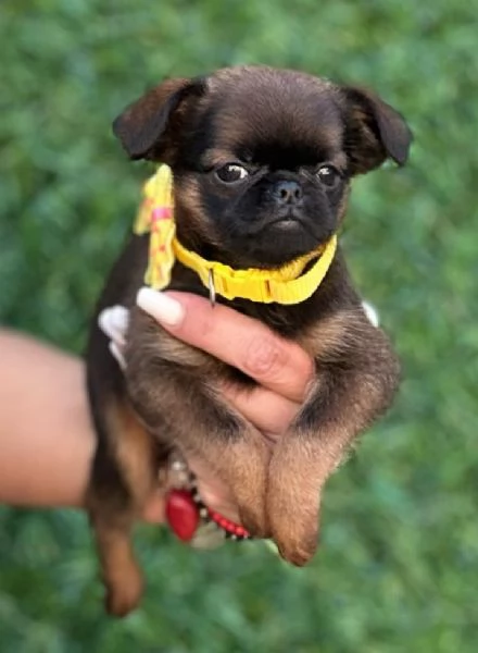 Brussels Griffon cuccioli maschi in vendita | Foto 1