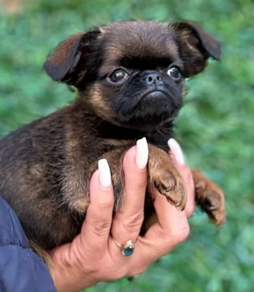 Brussels Griffon cuccioli maschi in vendita | Foto 0