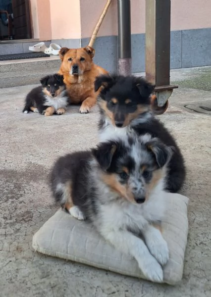 Cuccioli Shetland Sheepdog 