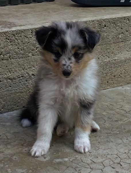 Cuccioli Shetland Sheepdog  | Foto 2