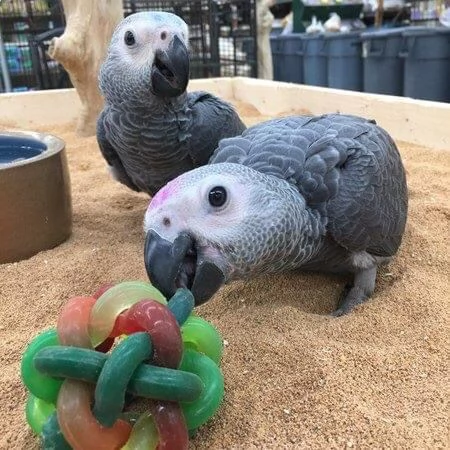 African grey 