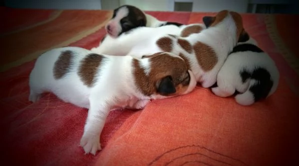 Jack russell terrier  | Foto 4