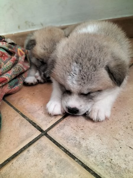 Vendo cuccioli di akita inu  | Foto 0