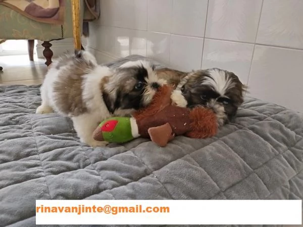 Cuccioli di Shihtzu