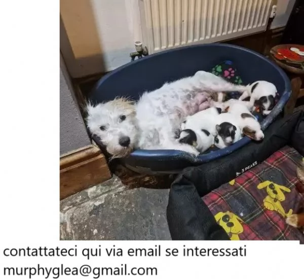 Cuccioli di Jack Russell