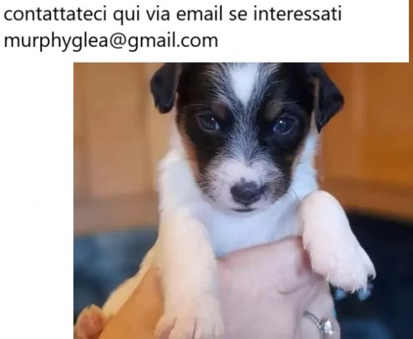 Cucciolo di Jack Russell a pelo liscio | Foto 0