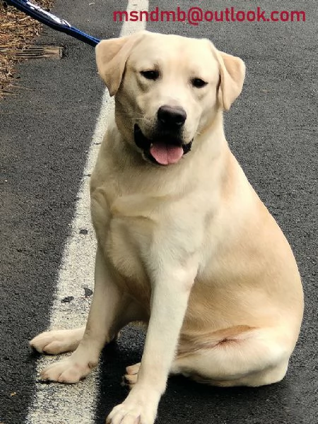 Offro gratuitamente splendido labrador in adozione