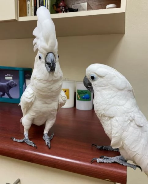 Cacatua ombrello in vendita