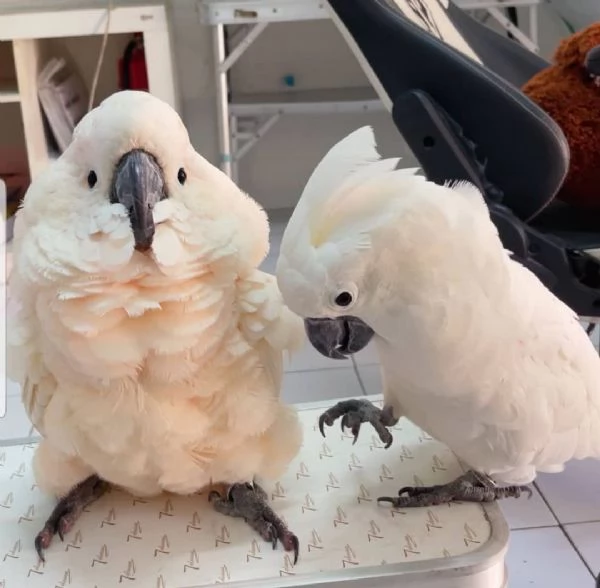 Cacatua ombrello in vendita | Foto 0