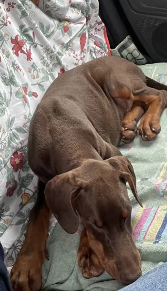 Cucciolo di dobermann 