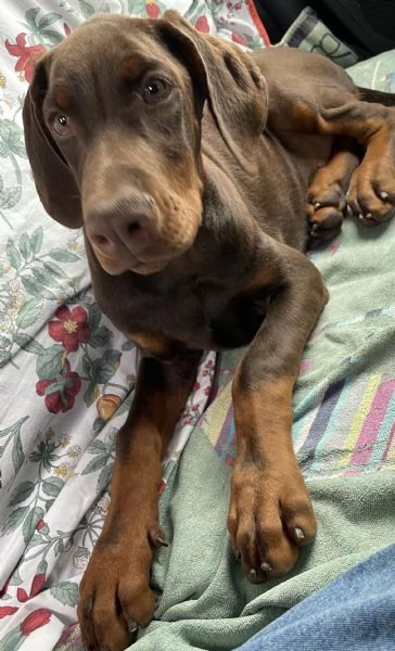 Cucciolo di dobermann  | Foto 0