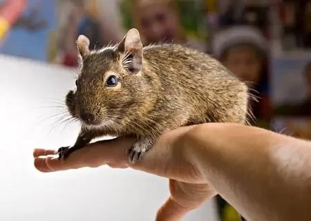 Coppia DEGU - Roditori Cileni