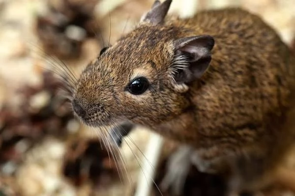 Coppia DEGU - Roditori Cileni | Foto 1