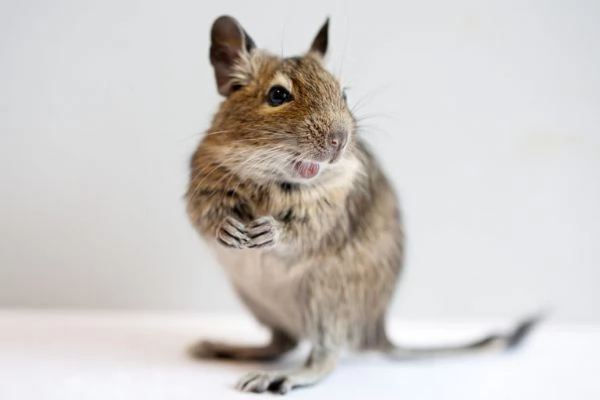 Coppia DEGU - Roditori Cileni | Foto 0