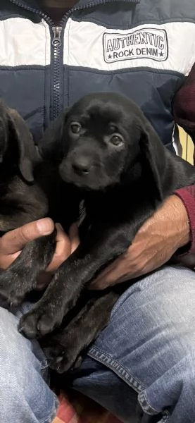 Cucciolo di Labrador  | Foto 0