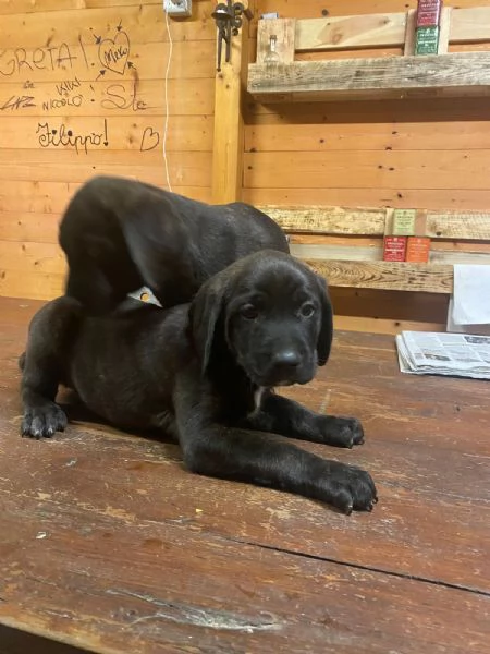 Cucciolo di Labrador 