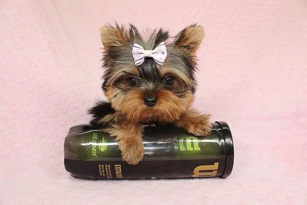 Cuccioli carini di Yorkshire Terrier AKC