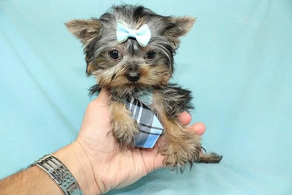 Cuccioli carini di Yorkshire Terrier AKC | Foto 1