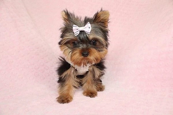 Cuccioli carini di Yorkshire Terrier AKC | Foto 0