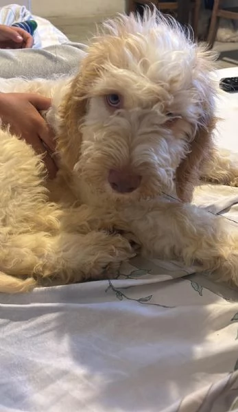 cucciolo lagotto mix spinone