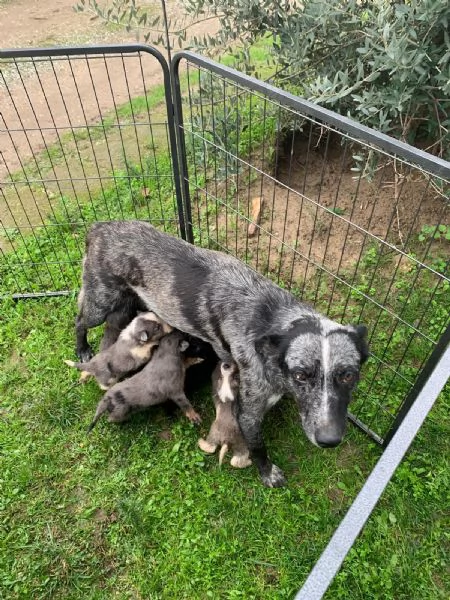 cuccioli maschie femmine  | Foto 3