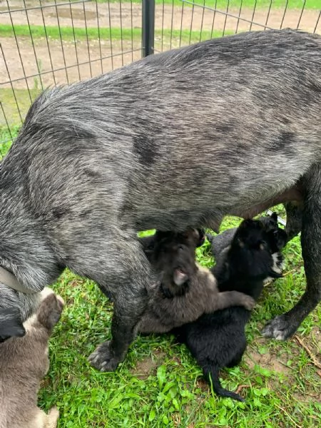 cuccioli maschie femmine  | Foto 1