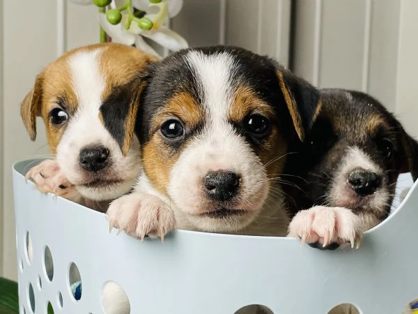 Cuccioli di jack russell con pedigree 