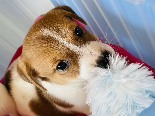 Cuccioli di jack russell con pedigree  | Foto 1