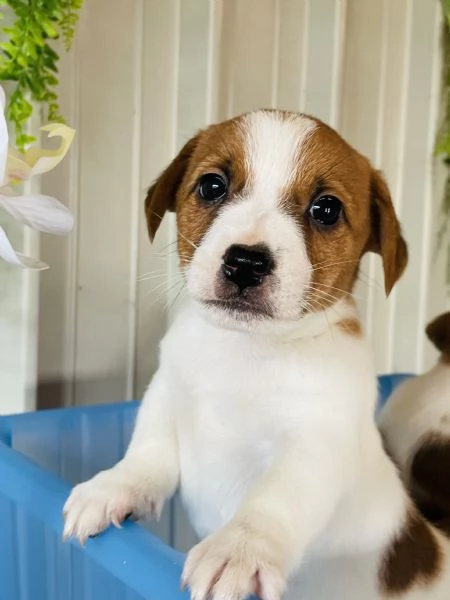 Cuccioli di jack russell con pedigree  | Foto 0