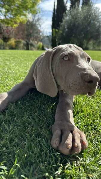 Disponibili cuccioli di Weimaraner | Foto 4