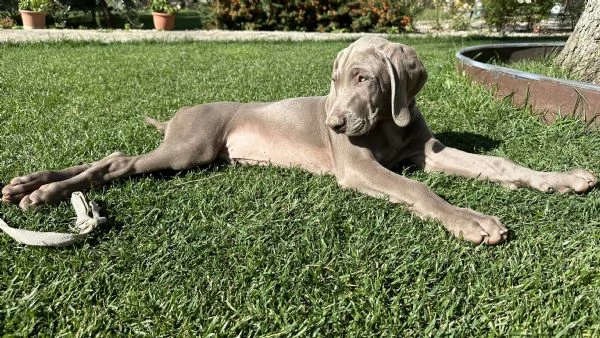 Disponibili cuccioli di Weimaraner