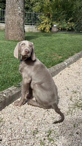 Disponibili cuccioli di Weimaraner | Foto 3