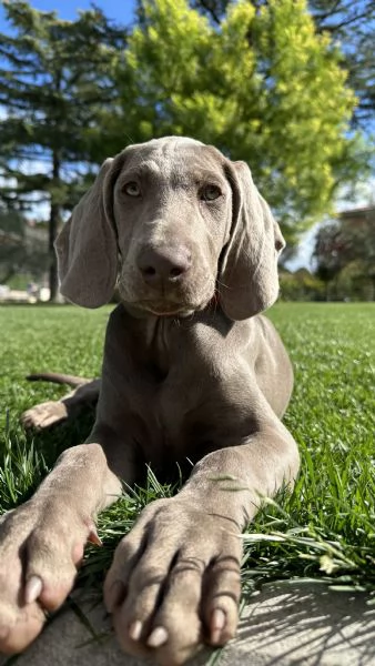 Disponibili cuccioli di Weimaraner | Foto 1