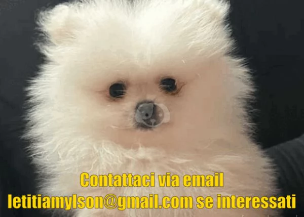 Cuccioli di Pomerania