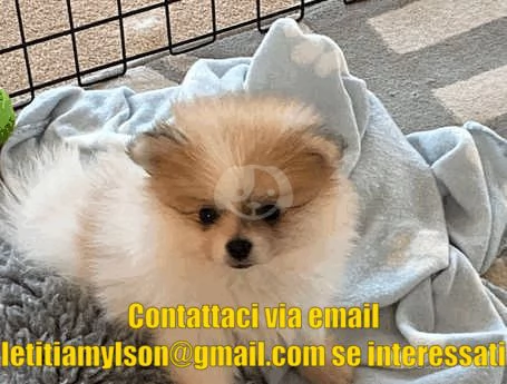 Adorabili cuccioli di Pomerania