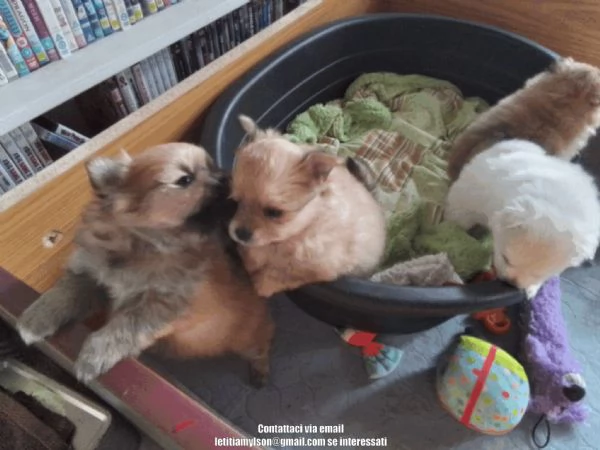 Bellissimi cuccioli di Pomerania