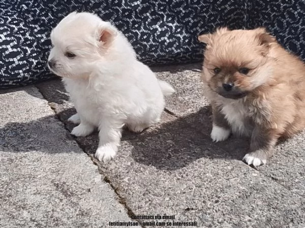 Bellissimi cuccioli di Pomerania | Foto 0