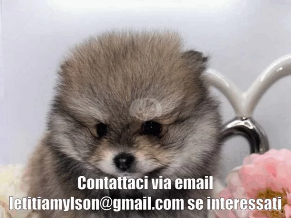 Cuccioli di Pomerania in adozione