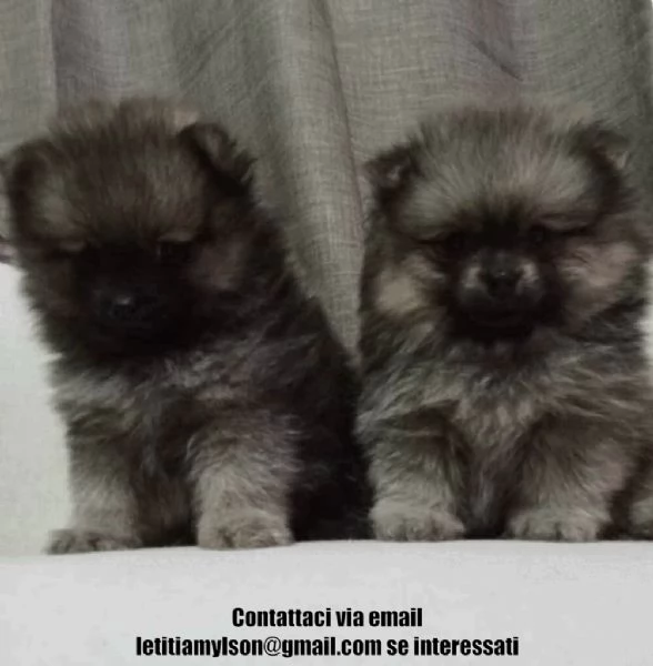 Bellissimi cuccioli di Pomerania pronti per partire