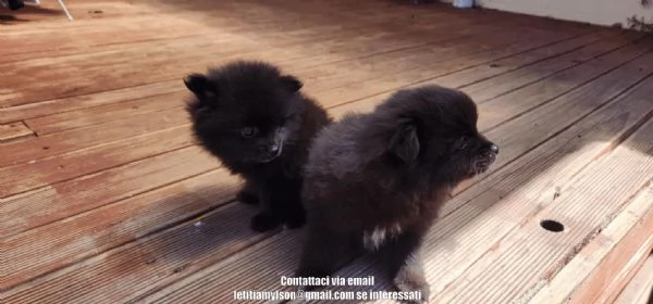 Splendida cucciolata di veri Pomerania | Foto 0