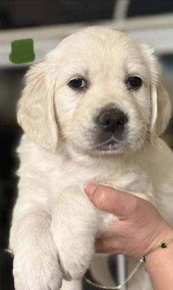 Cucciole di Golden retriever di circa 3 mesi